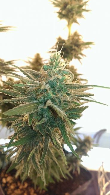 Female Seeds Lemon Kush Feminised Seeds