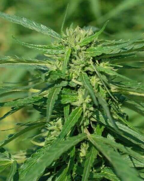 Female Seeds Terra Italia CBD Feminised Seeds