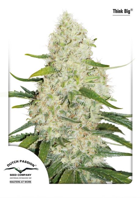 Dutch Passion Think Big Auto Feminised Seeds