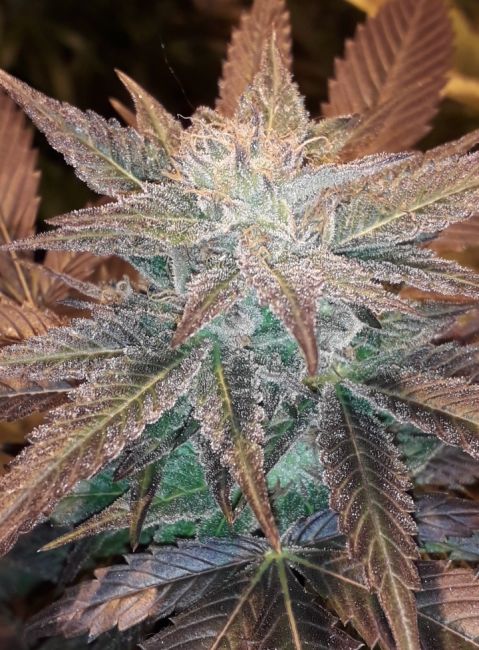 Lineage Genetics Dark Chocolate Feminised Seeds