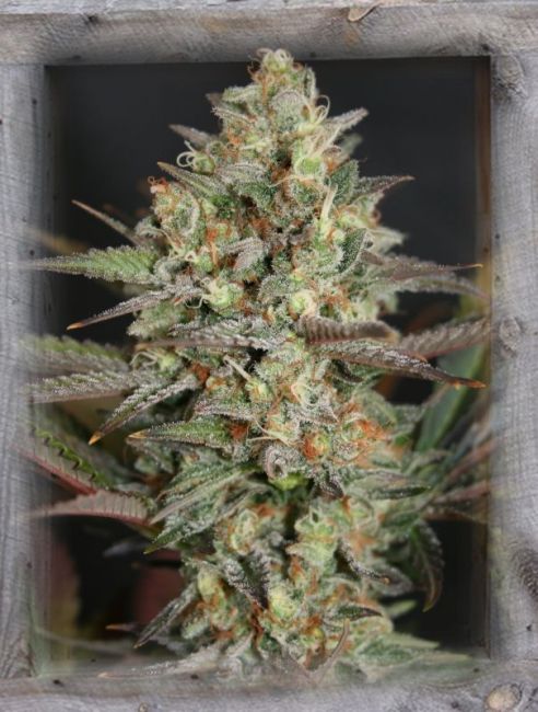 Garden Of Green Kush Mass Feminised Seeds