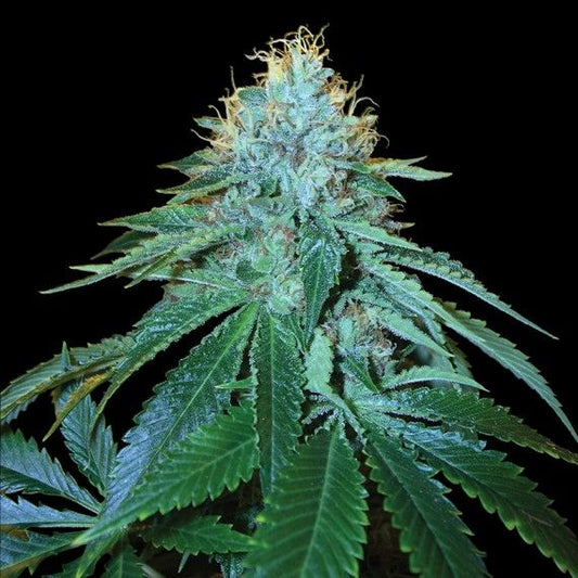 DNA Genetics The OG #18 Feminised Seeds