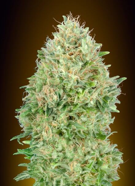 Advanced Seeds Pineapple Glue Feminised Seeds