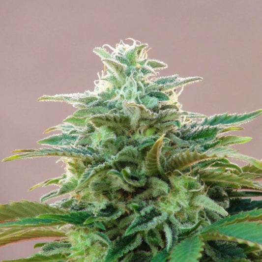 Kannabia Seeds Kannabia CBDV Auto Feminised Seed