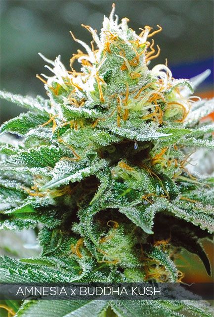 Vision Seeds Amnesia x Buddha Kush Feminised Seeds