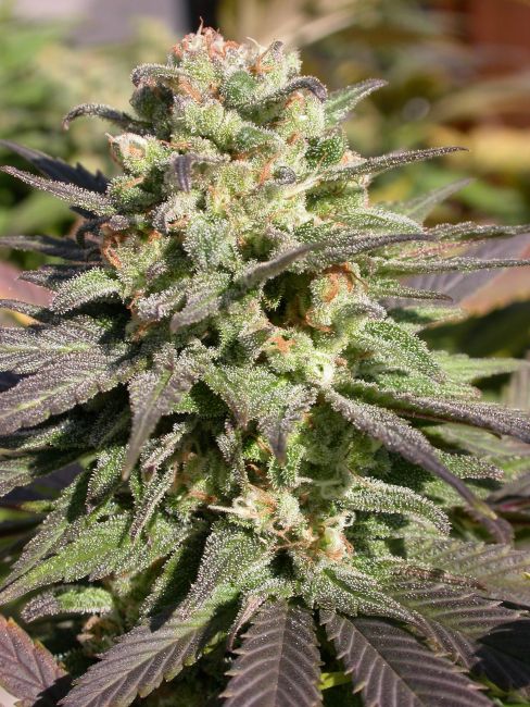 Serious Seeds Warlock Regular Seeds