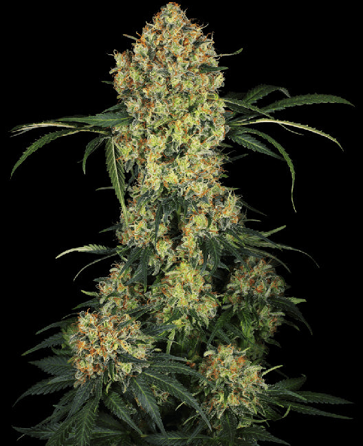 Sensi Seeds Aloha OG Feminised Seeds