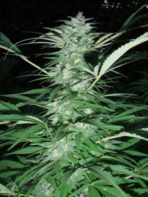 Serious Seeds Serious 6 Feminised Seeds