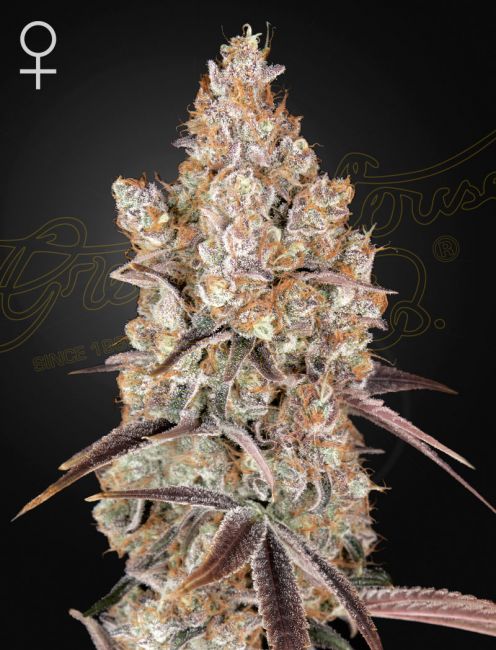 Greenhouse Seed Co. Holy Snow Feminised Seeds