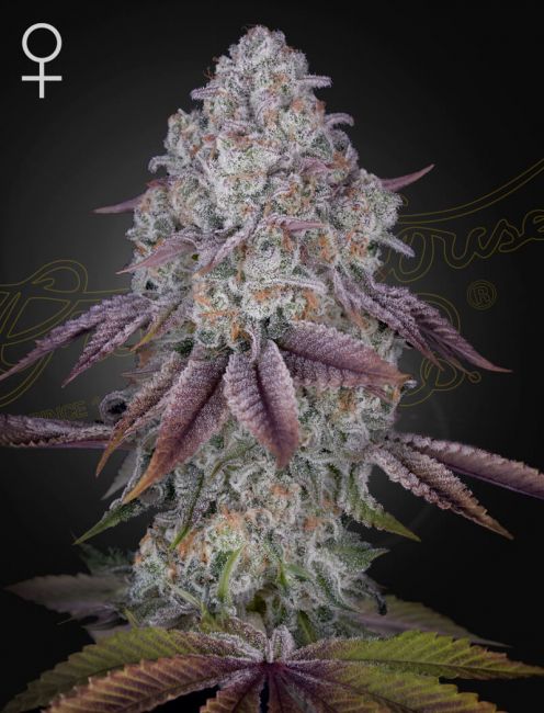 Greenhouse Seed Co. Persian Pie Feminised Seeds