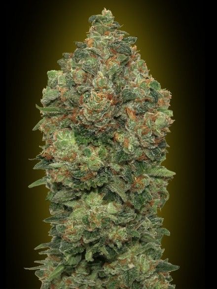 Advanced Seeds Critical Soma Auto Feminised Seeds