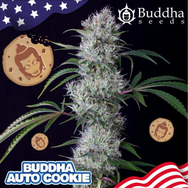 Buddha Seeds Buddha Cookie Auto Feminised Seeds