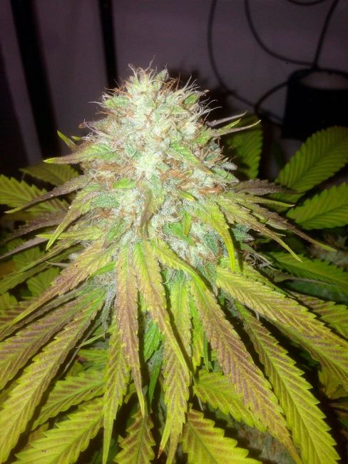 Cali Connection Boss Hogg Auto Feminised Seeds