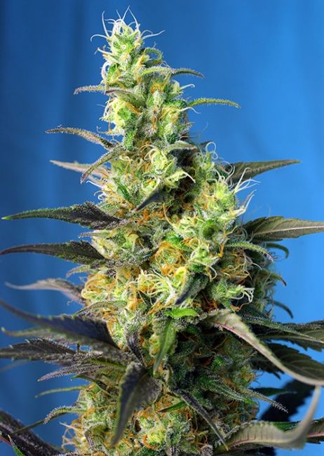 Sweet Seeds NYC Diesel CBD (formerly Ice Cool CBD) Feminised Seeds