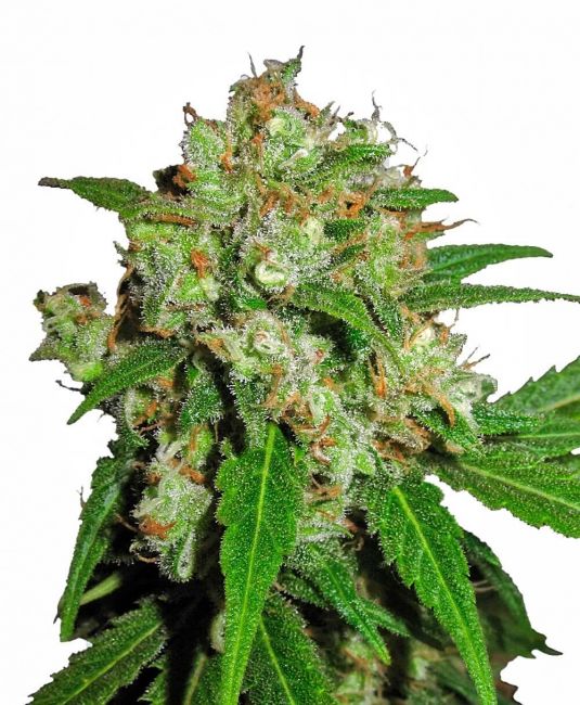 Sensi Seeds Sensi Skunk Feminised Seeds