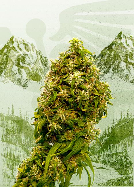 Kannabia Seeds Swiss Dream CBD Feminised Seeds