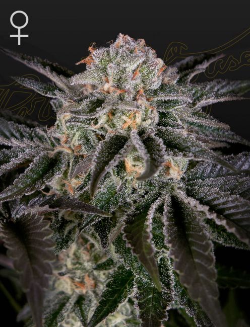 Greenhouse Seed Co. Wonder Pie Feminised Seeds