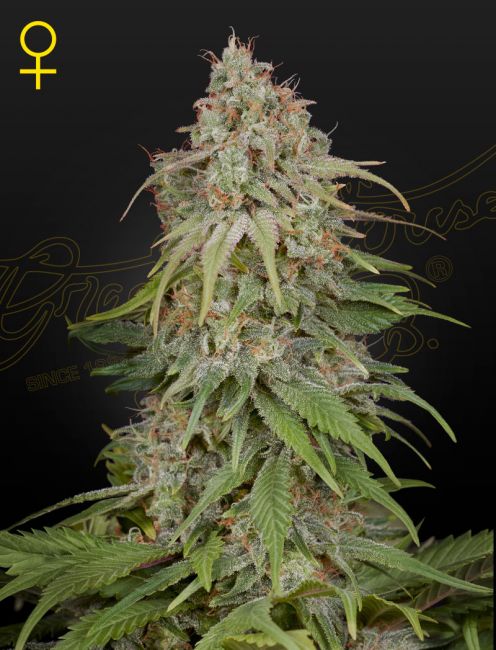 Greenhouse Seed Co. GH Amnesia Feminised Seeds