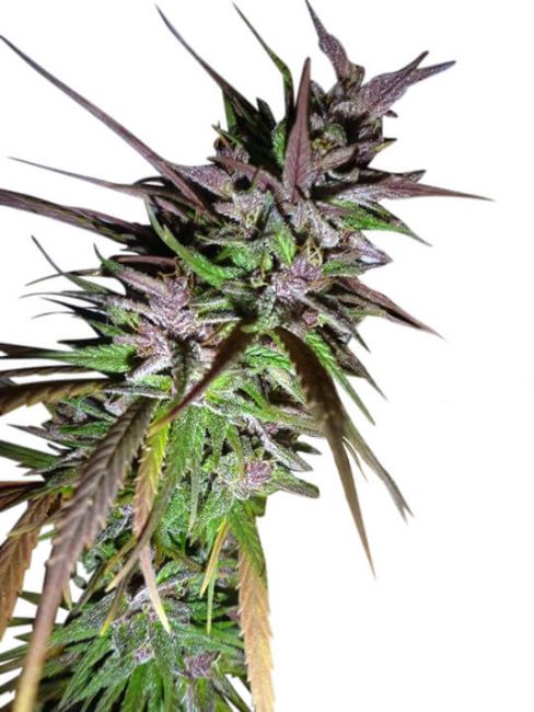 Ace Seeds Purple Pakistani Haze Feminised Seeds (Limited Edition)