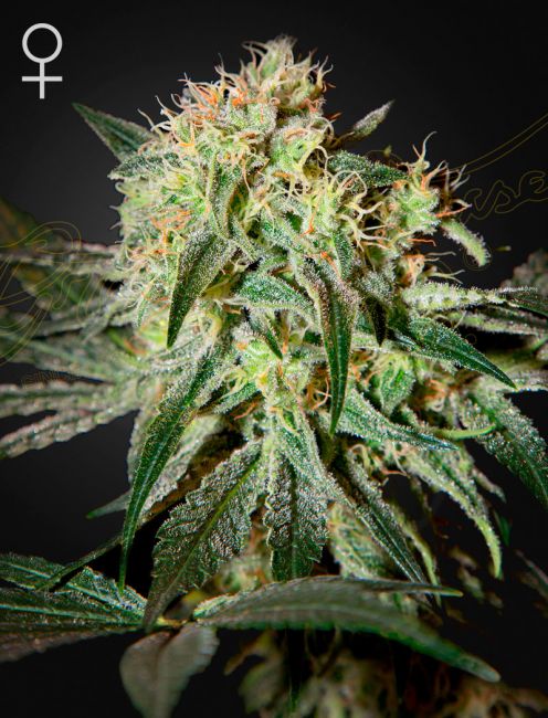 Greenhouse Seed Co. Damn Sour Feminised Seeds