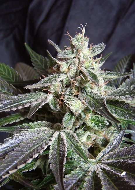 Sweet Seeds Black Jack F1 FAST Version Feminised Seeds