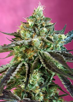 Sweet Seeds Sweet Nurse CBD Auto Feminised Seeds