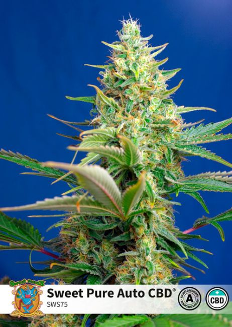 Sweet Seeds Sweet Pure CBD Auto Feminised Seeds