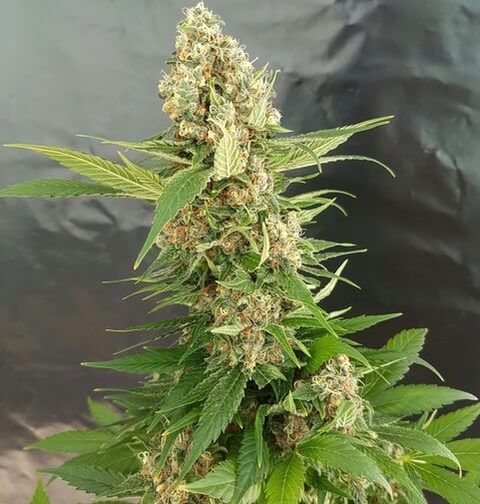 Expert Seeds Gorilla Ice Cream Feminised Seeds