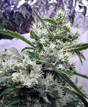 Serious Seeds AK47 Regular Seeds