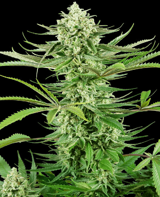 Sensi Seeds Cashew Kush Feminised Seeds