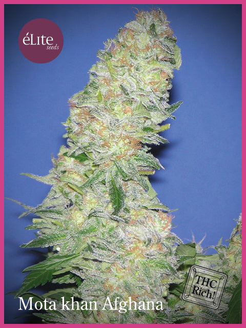 Elite Seeds Mota Khan Afghani Feminised Seeds