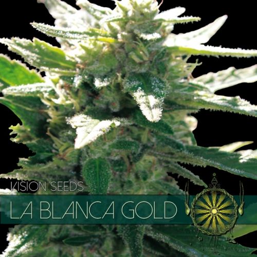 Vision Seeds La Blanca Gold Feminised Seeds