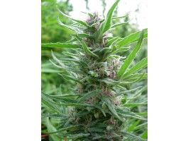 Ace Seeds Panama Feminised Seeds