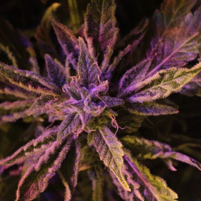 Doctor's Choice Doctor's Choice #1 Auto Feminised Seeds