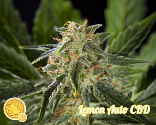 Philosopher Seeds Lemon CBD Auto Feminised Seeds