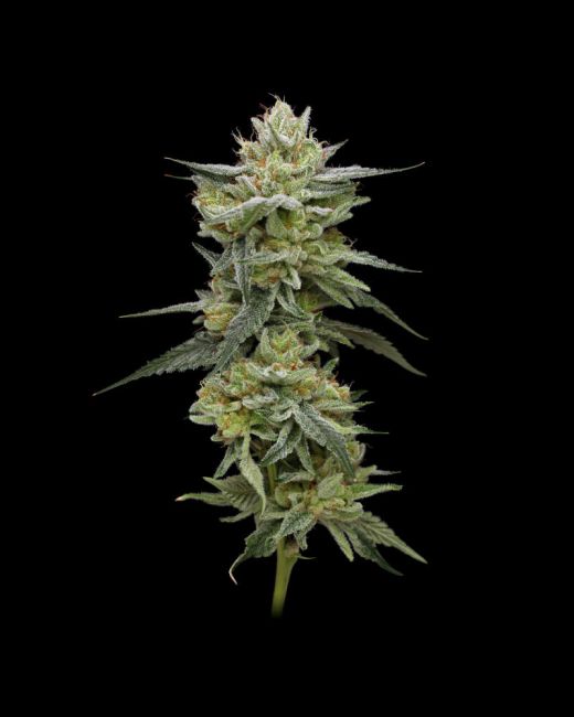 Humboldt Seed Co. Hella Jelly (formerly Jelly Rancher) Feminised Seeds