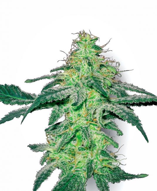 White Label Seed Company White Skunk Feminised Seeds