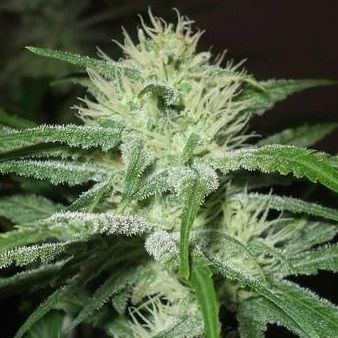 Female Seeds Speed Bud Auto Feminised Seeds