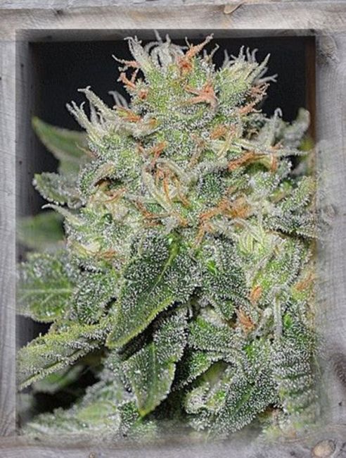 Garden Of Green Super Skunk Kush Feminised Seeds