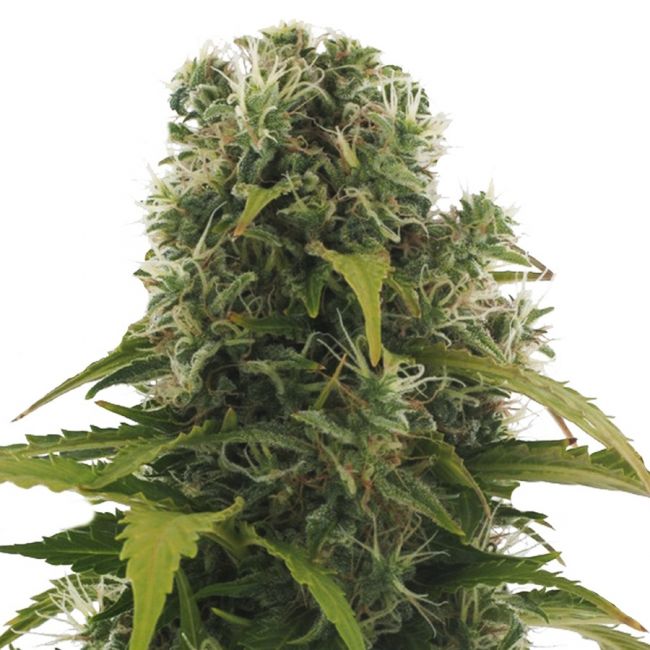 Heavyweight Seeds High Density Auto Feminised Seeds