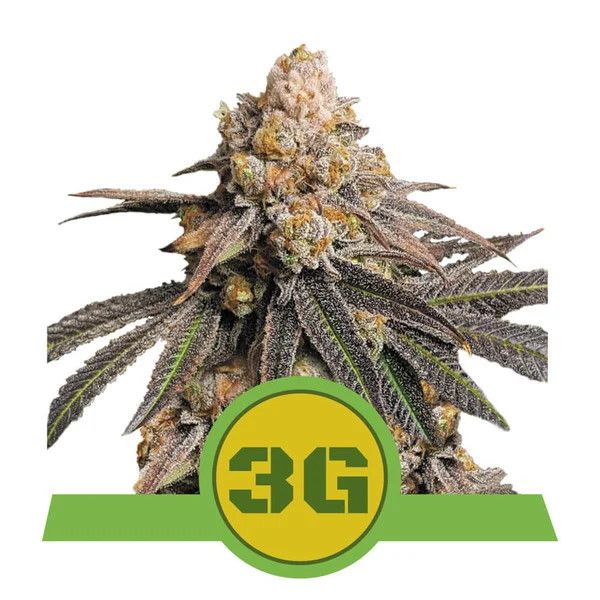 Royal Queen Seeds Triple G Auto Feminised Seeds