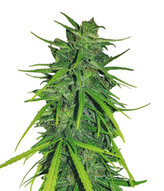 Ace Seeds Thai x Panama Feminised Seeds