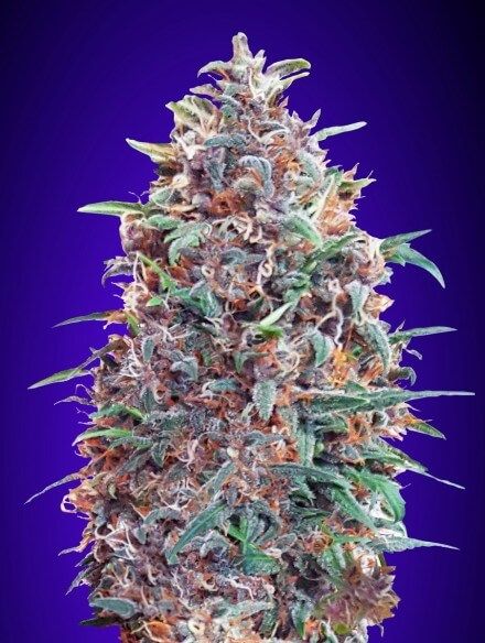 Advanced Seeds Purple Diesel Auto Feminised Seeds