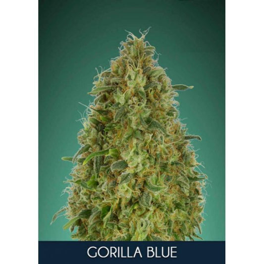 Advanced Seeds Gorilla Blue Feminised Seeds