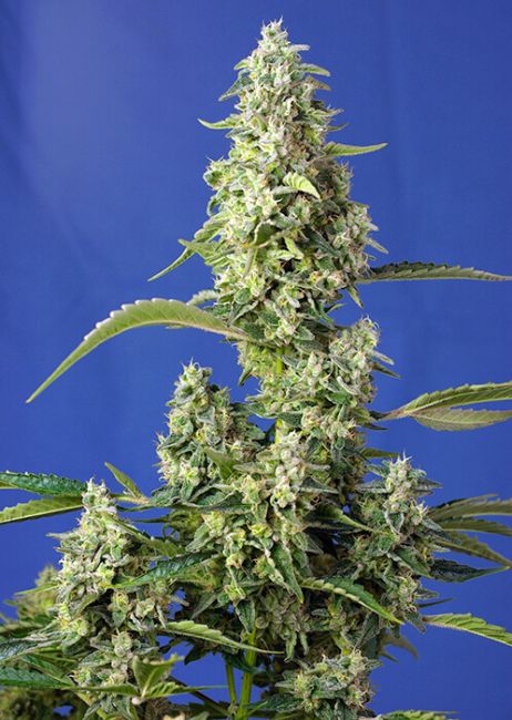 Sweet Seeds Gorilla Girl XL Auto Feminised Seeds