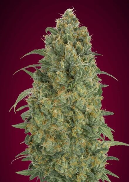 Advanced Seeds Collection #5 Auto Feminised Seeds