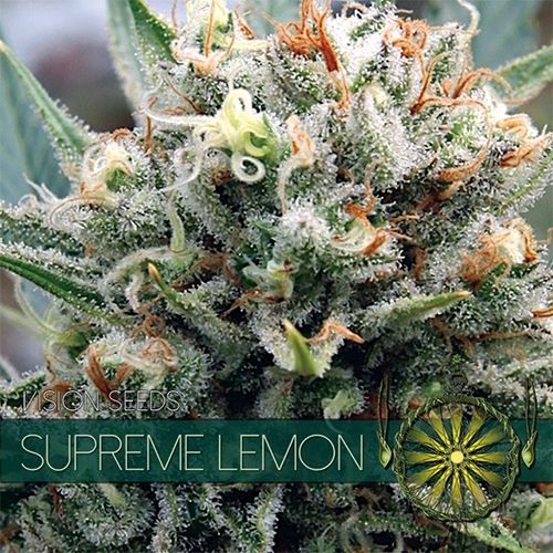 Vision Seeds Supreme Lemon Feminised Seeds