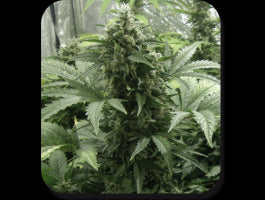 Buddha Seeds White Dwarf Auto Feminised Seeds