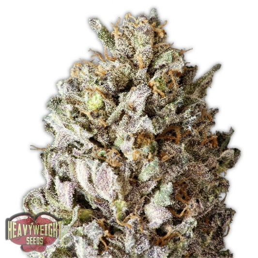 Heavyweight Seeds Diesel Drift Feminised Seeds