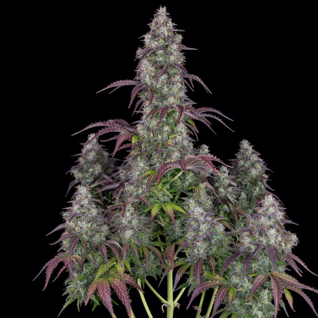 FastBuds Lemon Pie Auto Feminised Seeds